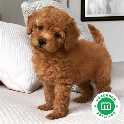 Maltipoo mini toy Caniches en adopci n. Compra venta y regalo de