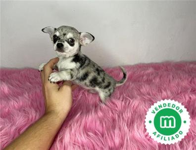 Chihuahua en adopción. Compra venta regalo de cachorros y perros en Tenerife | Milanuncios