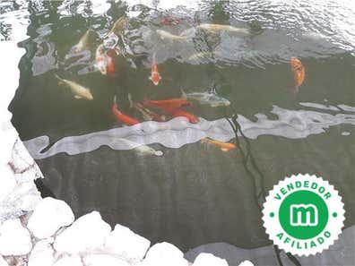 Carpas Compra venta de peces, acuarios, peceras y accesorios en | Milanuncios