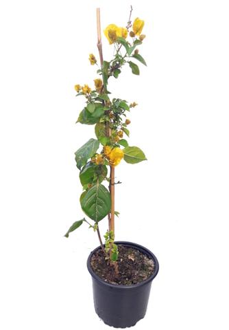 Milanuncios - Bougainvillea glabra FLOR AMARILLA 4,4