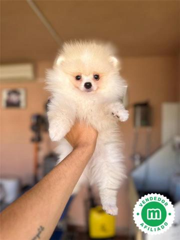 Lulu Pomerania Micro Toy