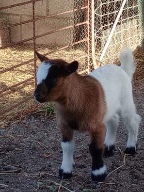 cabras-enanas-mascotas-en-adopci-n-y-accesorios-de-mascota-de-segunda