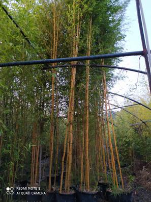 Bambú artificial en maceta Altura 70