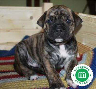 Alano espanol store puppies for sale