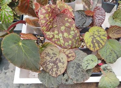 Begonia Plantas de segunda mano baratas | Milanuncios