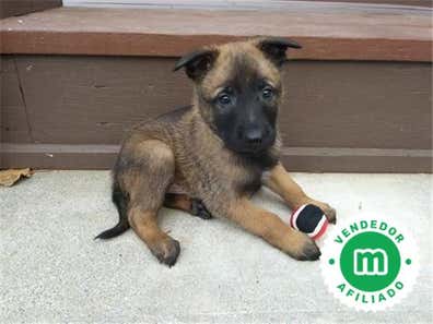 Mezcla pastor aleman belga Perros en adopción, compra venta de ...