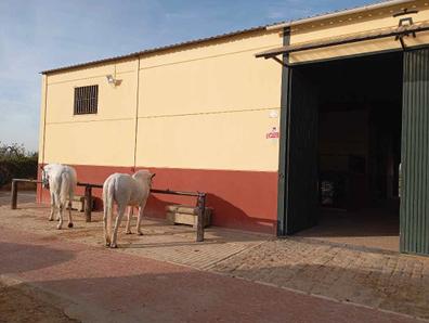 FM Ecuestre y Canino, instalaciones para caballos y instalaciones para  perros