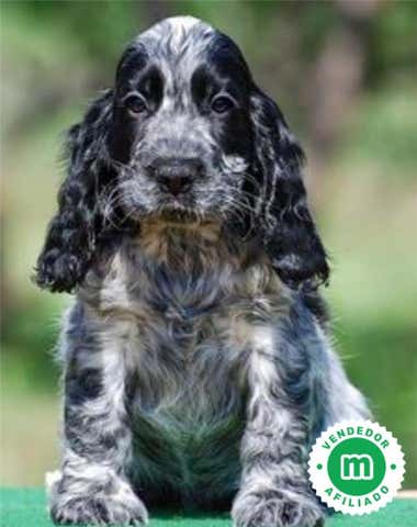Milanuncios - Cocker ingles