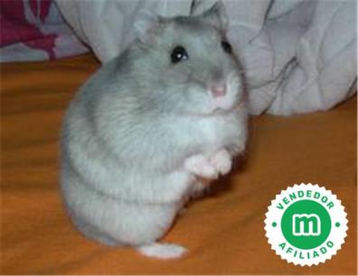 Disturbio Prestigio Conquistador Regalo hamster Compra venta y adopción de otros animales y mascotas |  Milanuncios