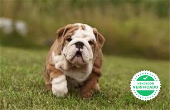 BULLDOG INGLES