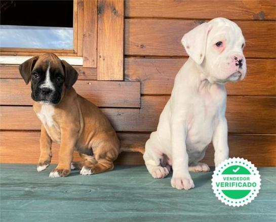 Milanuncios Cachorros Boxer Boxer En Adopcion Compra Venta Y Regalo De Cachorros Y Perros