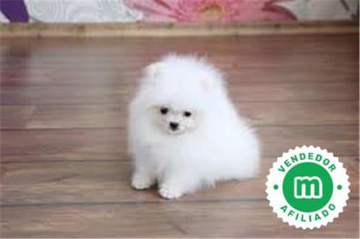 perro de pomerania blanco