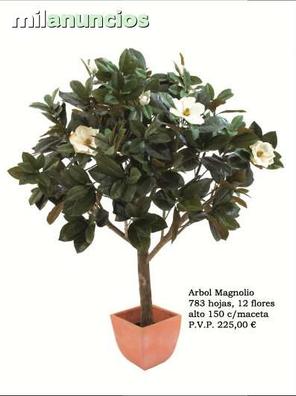 Hojas magnolia. Anuncios para comprar y vender de segunda mano | Milanuncios