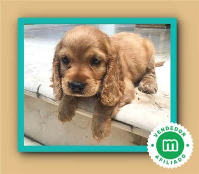Segunda mano en Madrid Provincia | Milanuncios