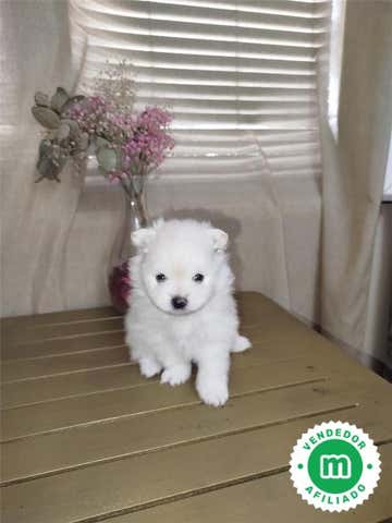 Milanuncios - Pomerania solo maxhos blanco