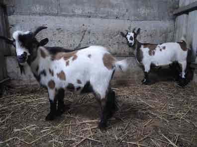 cabras-enanas-en-venta-milanuncios