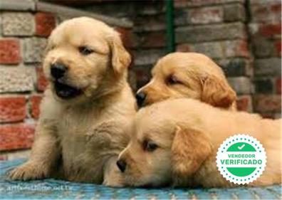 MILANUNCIOS | Golden Retriever en adopción. Compra venta y regalo cachorros y perros