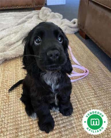 Milanuncios - COCKER LLAMA 📞 603193597 GABI