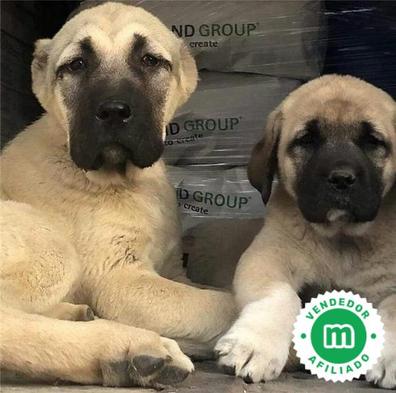 son perros kangal buenos perros de familia