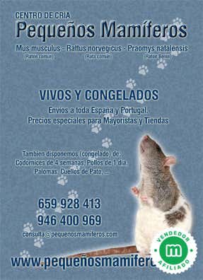 Cria ratas | Milanuncios