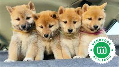 Shiba inu Perros en adopción, compra venta de accesorios y servicios ...