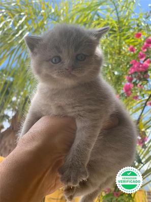 Milanuncios British Longhair Gatos Y Gatitos En Adopcion Y Compra Venta De Accesorios Y Servicios