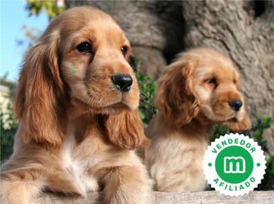 Milanuncios - Cocker ingles