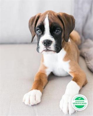 Milanuncios Boxer Bebes Boxer En Adopcion Compra Venta Y Regalo De Cachorros Y Perros