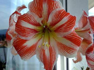 Bulbo de amarilis trompeta flore azucena Semillas en venta baratas |  Milanuncios