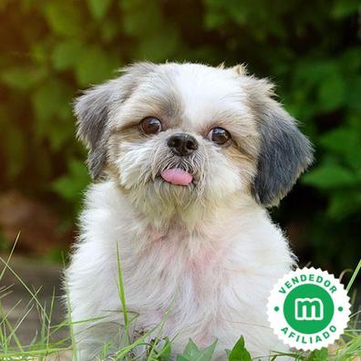 Visualizar El propietario látigo Shih Tzu en adopción. Compra venta y regalo de cachorros y perros |  Milanuncios