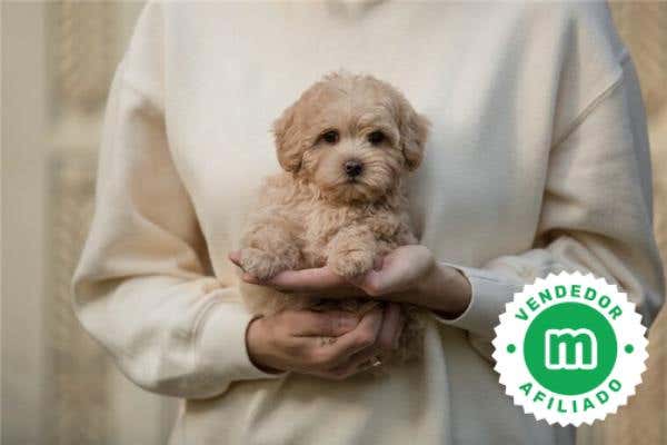Milanuncios - CACHORRITOS MALTIPOO MINI