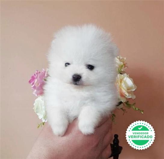 Milanuncios Compra Venta De Perros Pomerania Blanco Regalo De Cachorros