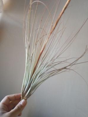 Todo Lo Que Necesitas Saber Sobre Las Tillandias O Plantas De Aire