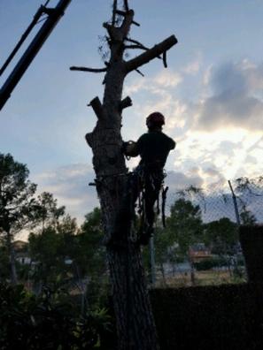 Tala poda arboles Otros muebles y accesorios de jardinería de segunda mano  baratos en Barcelona | Milanuncios