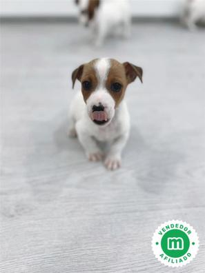 jack russell necesita cortes de pelo