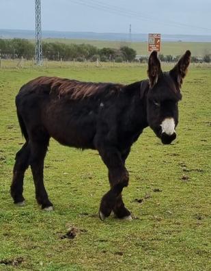 Zamoranos Burros. Compra venta de yeguas al mejor precio y adopción |  Milanuncios