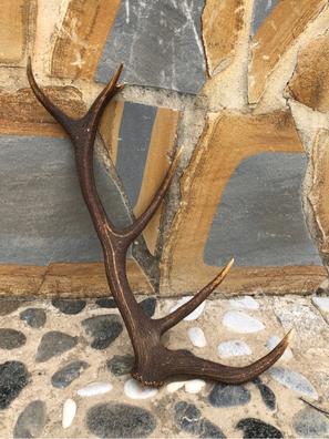 Cuernos ciervo Artículos de caza de segunda mano baratos en Extremadura