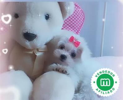 Peluche bichon online maltes