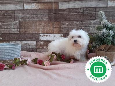 Andalucia Perros en adopción, compra de accesorios servicios para perros Milanuncios