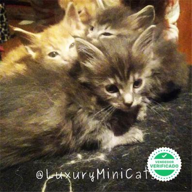 Milanuncios Gato Maine Coon Mascotas En Adopcion Y Accesorios De Mascota De Segunda Mano Baratos