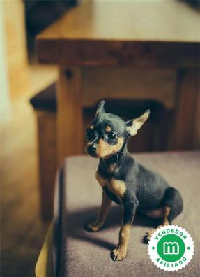 Mini pincher Perros en adopción, compra venta de y servicios para perros en Alicante Provincia | Milanuncios