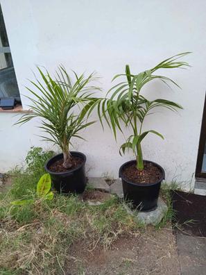 planta artificial grande de segunda mano por 90 EUR en Madrid en WALLAPOP