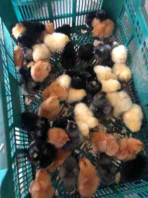 Gallos y Gallinas ponedoras en venta | Milanuncios