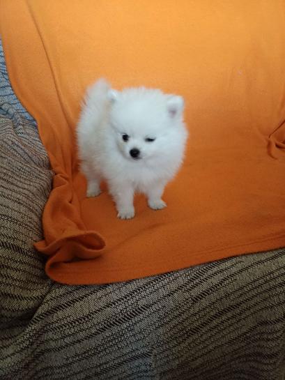 Milanuncios Toy Blanco Pomerania Toy Blanco Venta De Pomerania De Segunda Mano Toy Blanco Pomerania De Ocasion A Los Mejores Precios