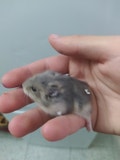 Milanuncios Vendo Hamster Ruso Bebe Compra Venta Y Adopcion De Otros Animales Y Mascotas