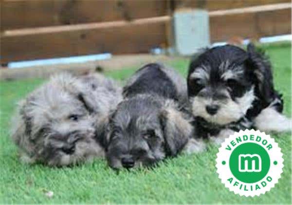 Milanuncios - SCHNAUZER