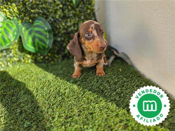 Milanuncios - TECKEL MINI & KANNINCHEN ARLEQUIN