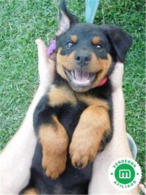 mezcla de shiba inu rottweiler