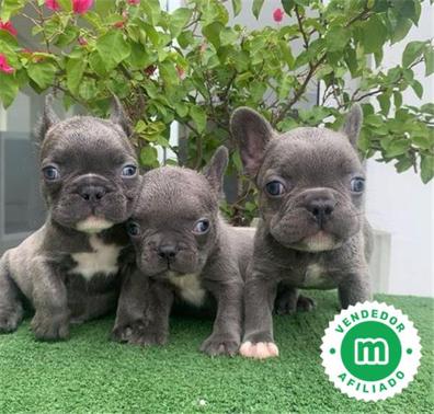 Bulldog frances blue Perros en adopción, compra venta de accesorios y  servicios para perros en Málaga Provincia
