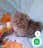 Milanuncios - Gatitos persa himalayos